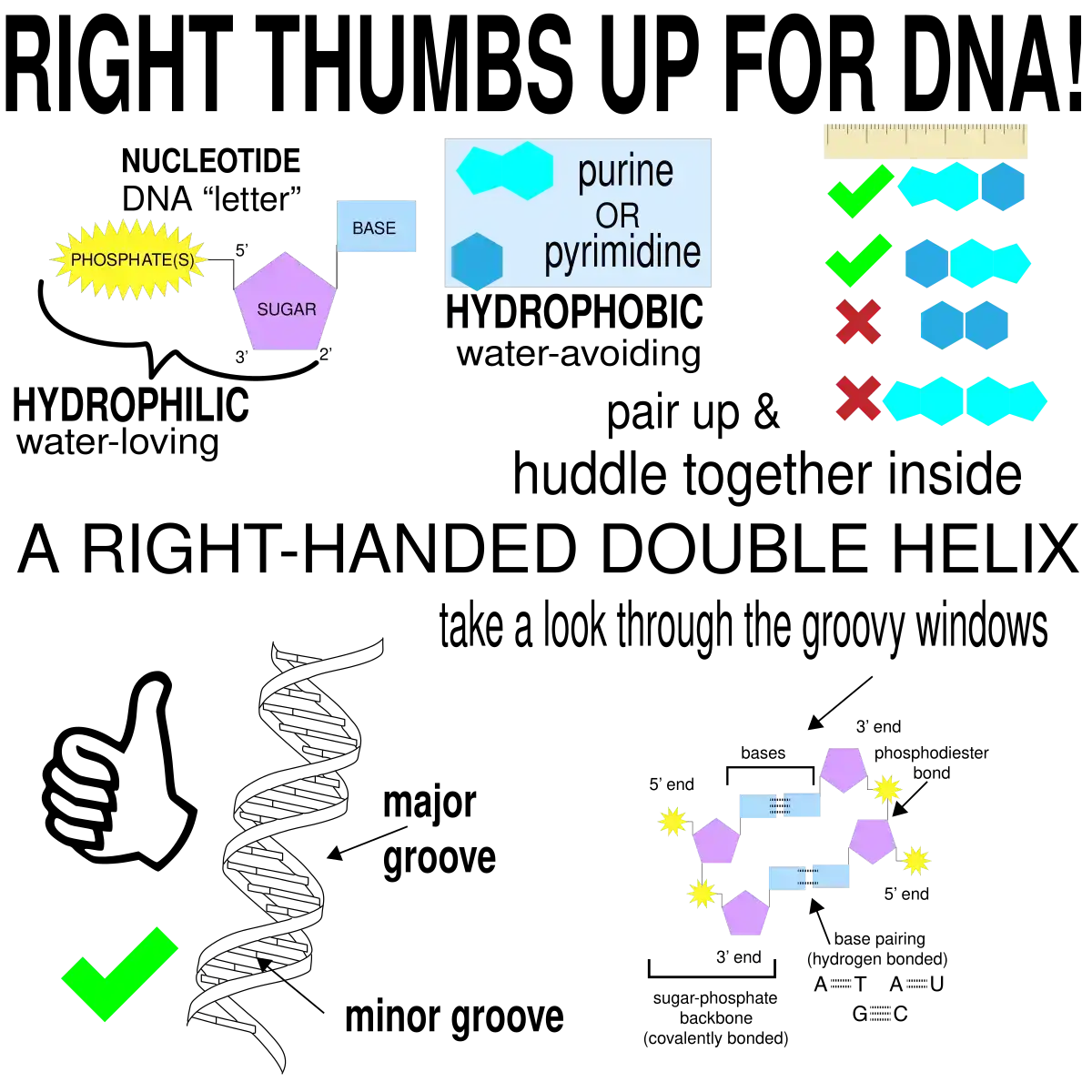 DNA Doppelhelix Abbildung